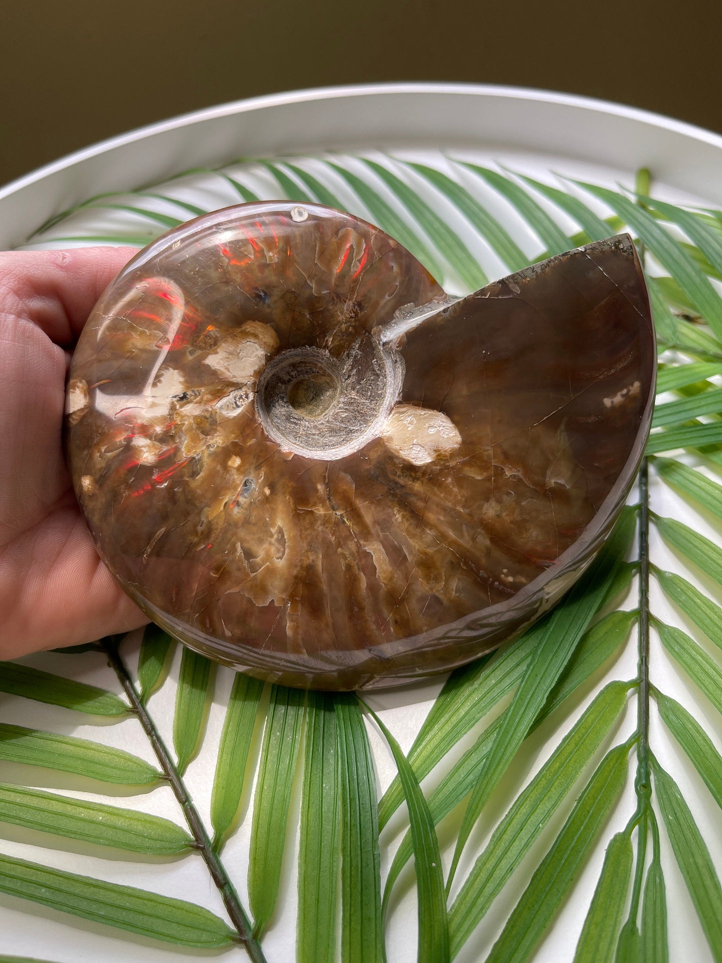 Large Ammonite Fossil
