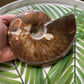 Large Ammonite Fossil