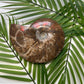 Large Ammonite Fossil