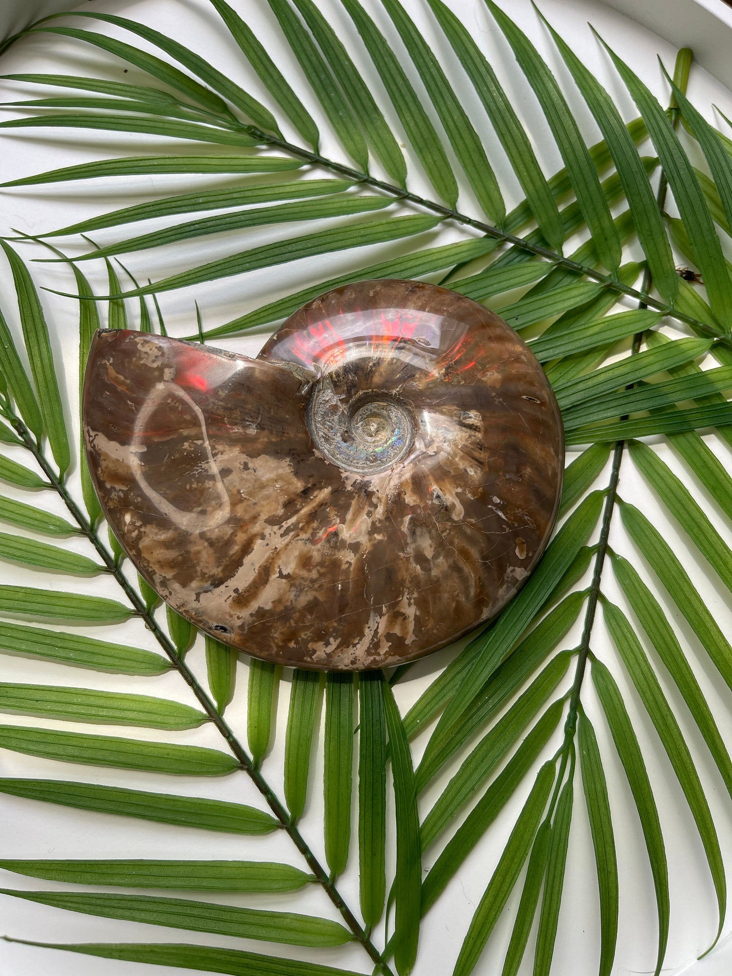 Large Ammonite Fossil