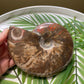 Large Ammonite Fossil