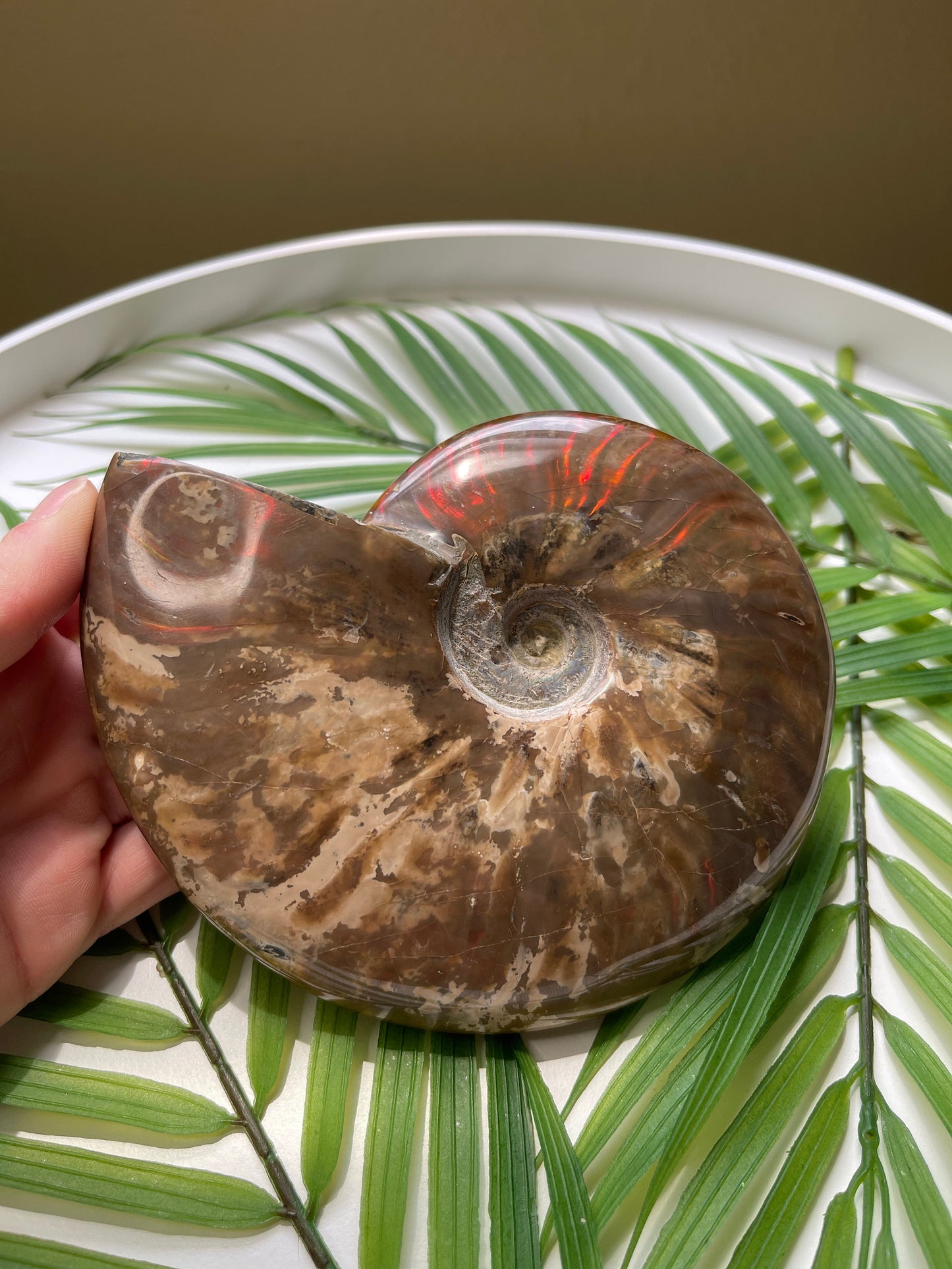 Large Ammonite Fossil