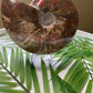 Large Ammonite Fossil