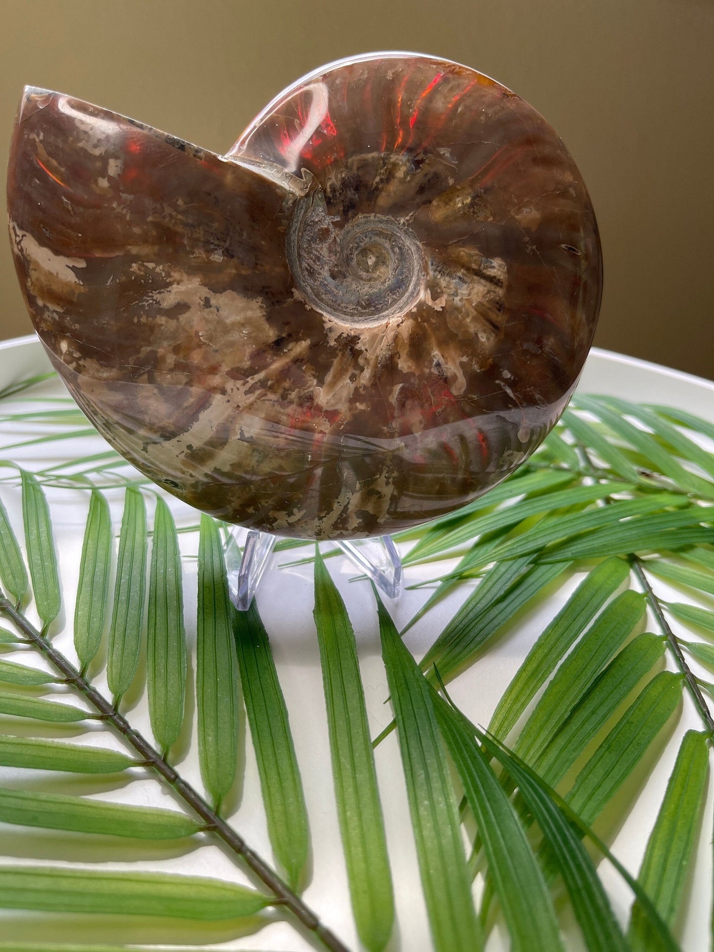 Large Ammonite Fossil