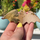 Mookaite Jasper Bat Carving