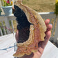 Fossilized Palm Root Crystal Dragon Wings Carving with Stand