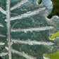 Moss Agate Crystal Leaf Carving