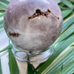 Pink amethyst sphere with druzy